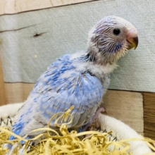 ブルー系が好みの方にはハマる綺麗さです🩵セキセイインコ（スパングル）