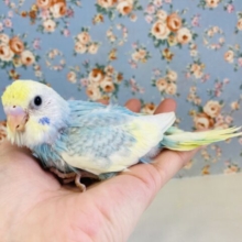 かわいくて笑みが溢れます🥰手乗りセキセイインコ(レインボーパイド)🫧