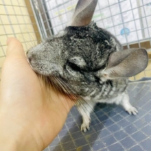 最新画像になりますよ💫むむむ！今絶賛お楽しみ満喫中なの🌟　チンチラ　ノーマル　男の子