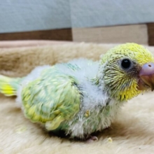 淡いグリーンがお似合いです🌱大人気カラーのセキセイインコパステルカラーレインボー🌈💛