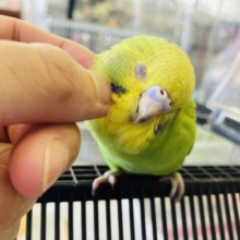 最新画像🌟懐こく愛嬌たっぷ〜り❤︎*ˊᵕˋ手乗りセキセイインコ(ライトグリーン)🌟