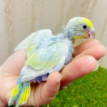 みずみずしいい💦💦💦🐡🐡ぴちぴちカラーパッション👐　セキセイインコ　パステルカラーレインボー
