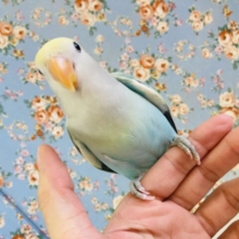 最新画像🌟人が大大大好き❤︎激かわラブリーコザっちです❤️‍🔥❤️‍🔥