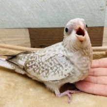 ガーガー鳴いてモリモリ食べます‼️模様の美しいオカメインコ（ホワイトフェイスシナモンパール）✨