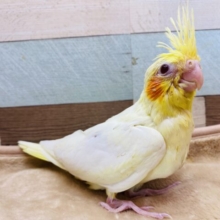 じーっと見つめられちゃいます❤️オカメインコルチノーカラー❗️