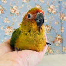 ヴィヴィッド🌺心ぽかぽか🫧コガネメキシコインコさん入舎です🌟