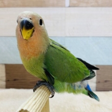 最新画像有り❗️馴れる予感がプンプンします🎵コザクラインコのノーマル！！