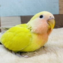 最新画像有り⭐️可愛さで宇宙を征服しちゃいますよ💕コザクラインコのゴールデンチェリー！！