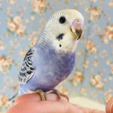 最新画像🌟このかわいさ､たまらない🪻❤︎手乗りセキセイインコ(バイオレットオパーリン)🪻❤︎