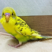 最新画像有り⭐️黄色いカラダにに黒い模様が綺麗な子✨セキセイインコのハルクイン！！