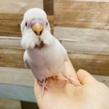 最新画像有り‼️キラキラ輝く赤目に真っ白さん✨ちょこんと可愛らしいセキセイインコ（アルビノ）