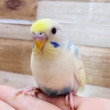 最新画像有り❗️パッと光を灯すよ✨明るく鮮やかな人気カラー！セキセイインコ（パステルレインボーパイド）