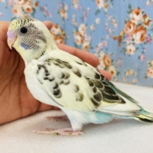美ハルクイン🗽❤︎個性溢れるレセシブパイド🫧手乗りセキセイインコ(クリームハルクイン)🫧