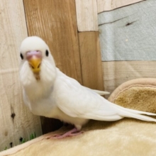 最新画像有り⭐️真っ白にブルーが入るかな？これからが楽しみすぎる☺️セキセイインコ（ダブルファクター）