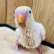 はじめまして♡レモネードちゃん🍋セキセイインコ(パステルレインボーハルクイン) ヒナ