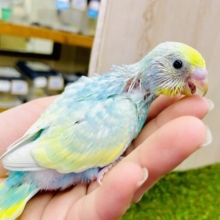 背伸びのび〜🙌😃はまだまだこれからですっっ😝😝😝　セキセイインコ　パステルレインボー