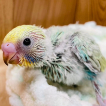 春の訪れ🌿ふんわりカラー🫧セキセイインコ(パステルカラーレインボー) ヒナ