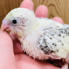 あま〜い甘いクリームソーダはいかが？🍹セキセイインコ(クリームハルクイン) ヒナ