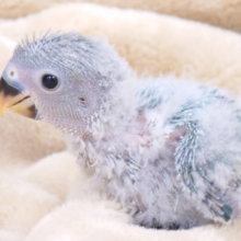 わたあめに包まれたアイドル♪コザクラインコ(ブルーオパーリン) ヒナ