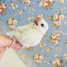 なんて綺麗なの…🫧手乗りシルバーイノ文鳥さんです🥰
