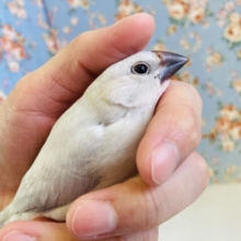 ヒナご飯卒業🌟慣れてます❤︎手乗りシルバー文鳥さんです🫶🏻✨