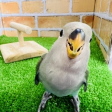 どんどん慣れてきました〜♡おっとり〜？小桜インコ！（シーグリーン）