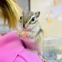 登ってくるよ〜🤭最新画像更新です🌟もっふいんざボックス🎁💕🐿️  シマリス　女の子
