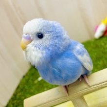 最新画像になりますよ💫猫背のココロ🩵はなまる満点あげちゃう💙🩵🤍　セキセイインコ　スパングルパイド