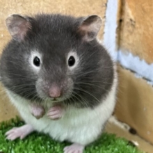 むっちりしてきたよ♡セーブルバンデットハムスターだよ♡