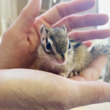 キュ-ティ-ボ-イ🐿️❤︎男のコも在舎してます💫