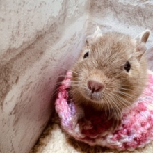 優しいお色です♡サンドデグーの男の子☆