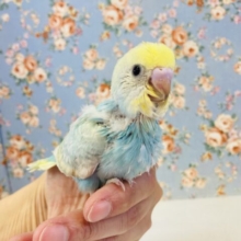 爽やかフレ~ッシュ🫧☀️手乗りセキセイインコ(スカイブルー)🗽❤︎