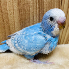 食欲旺盛◎ベイビーフェイス♡セキセイインコ(スパングル) ヒナ