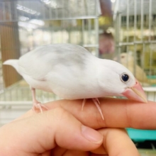 1人餌になりました！！💫最新画像になりますよ💫ムズムズ春のイタズラなのか😳😳😳　白文鳥