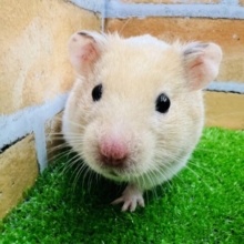 ふかふか肉まん♡クリームバンデッド〜🎶