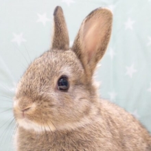 【なでなで画像更新🪄】あご下のホワイトがチャームポイント‪☆ネザーランドドワーフ(チェスナット) 男の子