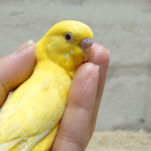 触れ合うたびにメロメロです♡セキセイインコ(ルチノー)