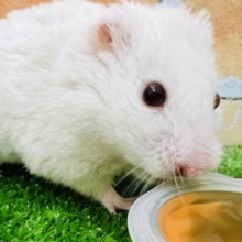画像更新☆綺麗なルビーアイ✴︎アルビノハムスター♡