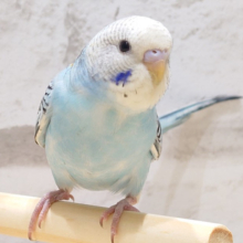 マイペースに行こう♪セキセイインコ(オパーリン)