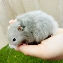 すれ違いざまにドキッてしちゃう！？　セーブルハムスター　男の子