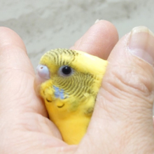 落ち着くのは手の中です｡oOセキセイインコ(ハルクイン)