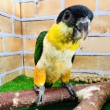 最新画像＆動画更新︎💕再入舎です‼︎おだやか〜？ズグロシロハラインコ♡