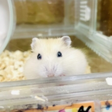 これぞプリン！もったいぶってないでさ～！！こっちに来てよ～～～( ´∀｀ )💛　ドワーフハムスター　イエロー