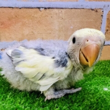 ぽや♡綿毛まみれの可愛子ちゃん♡小桜インコ（ブルーチェリーパイド）