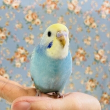かわいさ満天🥰❤︎手乗りセキセイインコ(レインボー)さん🪽🩵
