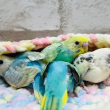 カラフル♡パステル♡セキセイインコ大集合𖤐  ̖́-‬