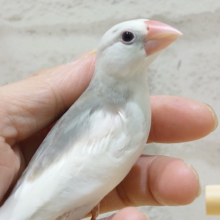 凛々しくて♡甘えたくて♡白文鳥