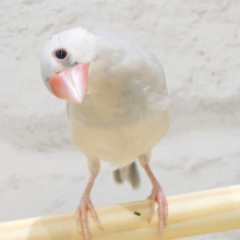 ツンツンツンデレ♡シルバー文鳥