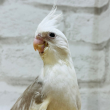 食欲旺盛♪淡いカラーに魅力が詰まってる♡オカメインコ(WFシナモンパイド) ヒナ