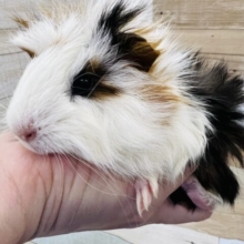 もっさもさ〜♡癖毛が愛しいアビシニアンモルモット